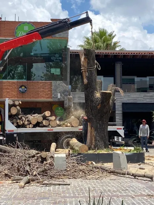 Poda de árboles causa descontento en vecinos de la Avenida Juárez