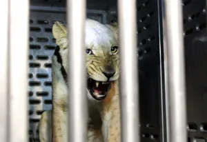 Africam recibe leonas provenientes de EEUU