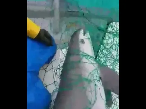Graban muerte de una de las últimas vaquitas marinas