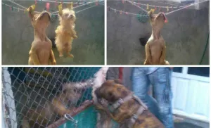 Buscan al Matagatos en su casa de Texmelucan