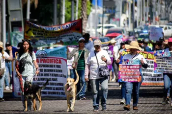 En Puebla, animalistas piden ley de esterilización obligatoria de mascotas