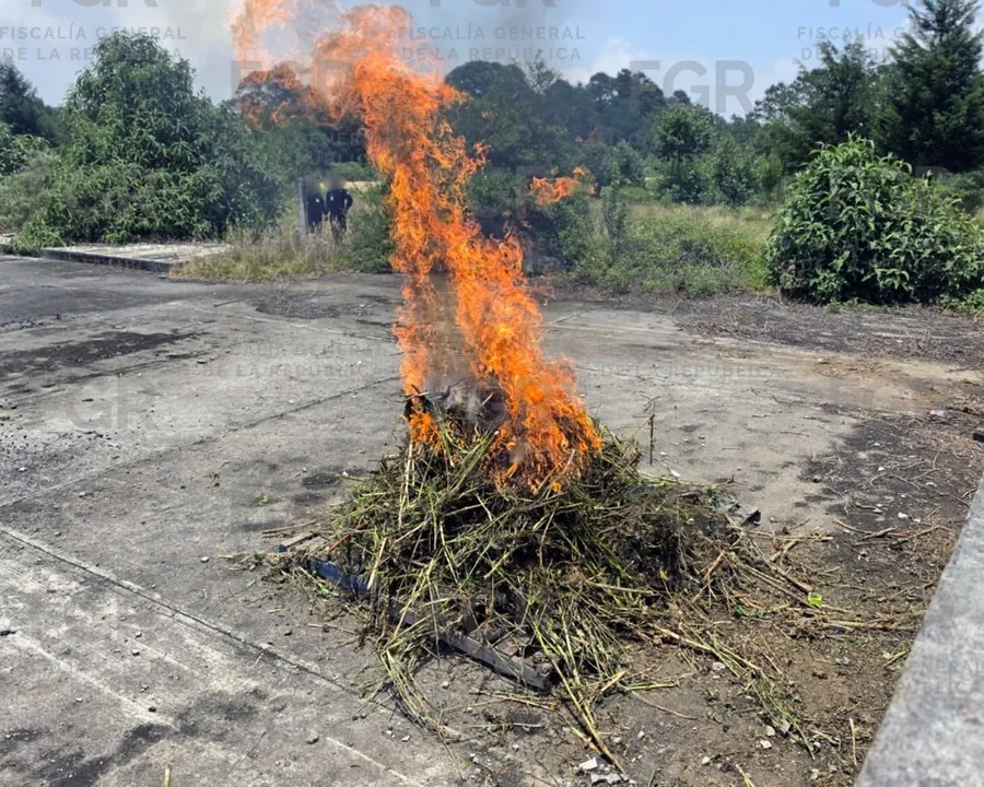 Plantío de amapola y marihuana en Atempan