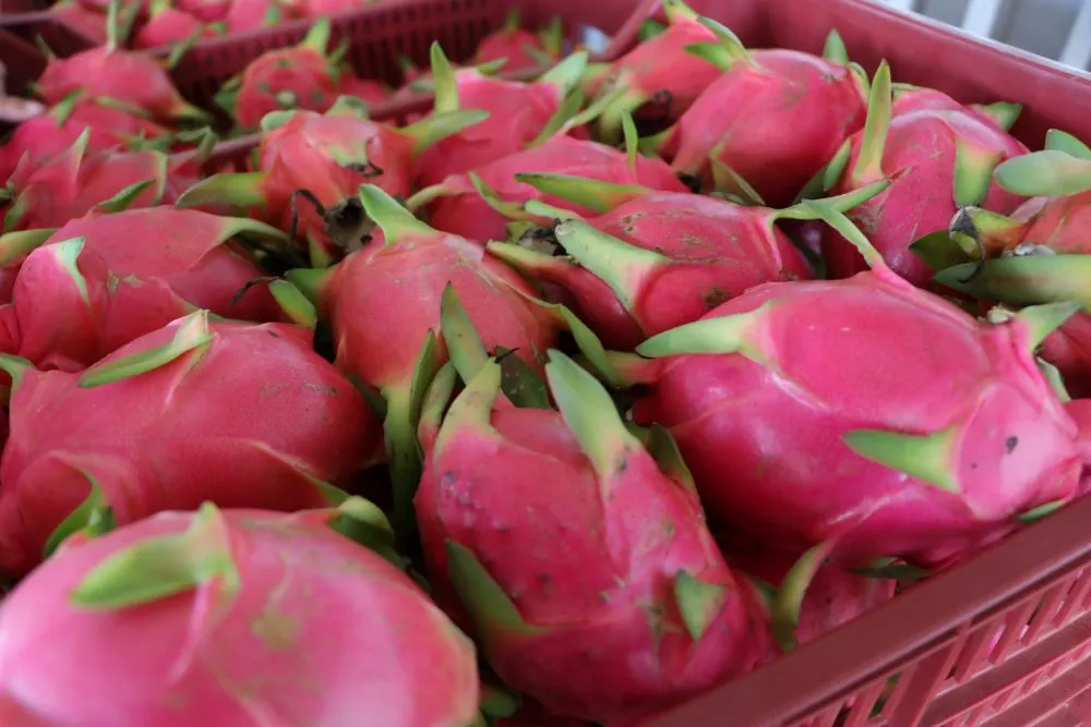 SDR gira de pitahaya