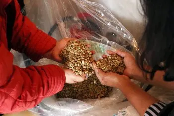 Con subasta internacional, SDR posiciona y fortalece al café poblano