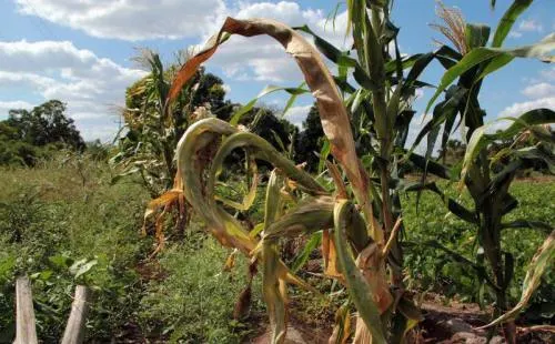 Fríos han afectado mil 210 hectáreas de cultivo en 6 municipios: Sagarpa