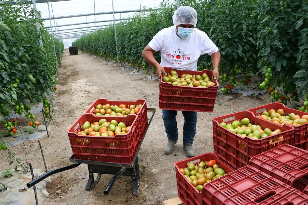Apoya Gobierno del Estado exportación de tomate poblano a Estados Unidos