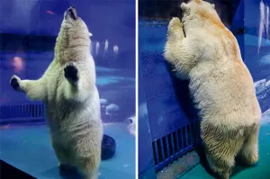 Piden firmas para cerrar el zoo “más triste del mundo”