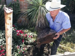Decomisa Profepa 7 ejemplares de Pata de elefante
