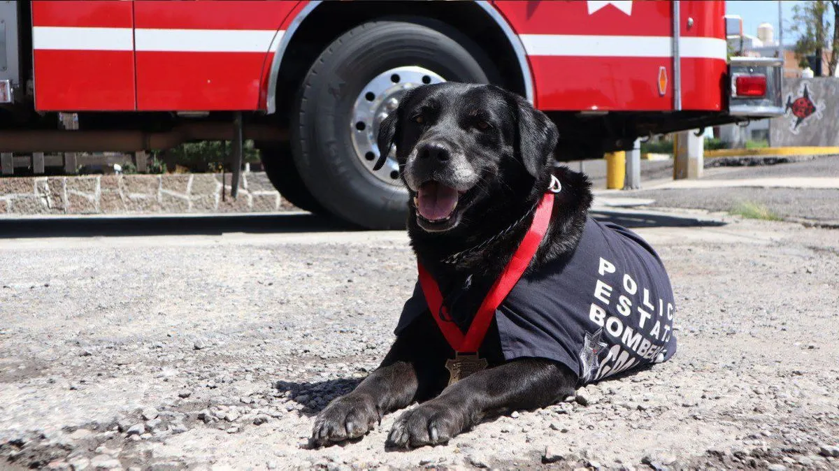 Dana Perrita Bomberos