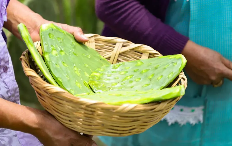 Feria del Nopal