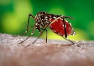 Confirma EEUU primer caso de Zika por transmisión sexual