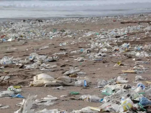 El 60 por ciento de las playas de EU están contaminadas