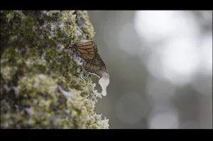 Las mariposas monarca frente a la gran nevada de México
