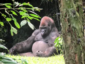 Autoridad federal multó a Zoológico de Chapultepec