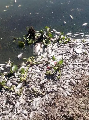Aparecen peces muertos en Valsequillo; cambio de clima, responsable