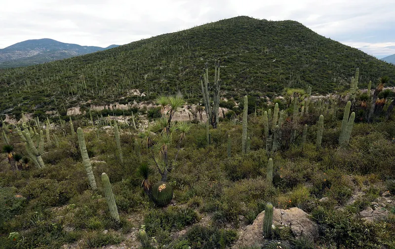 reserva-biosfera-tehuacan-cuicatlan