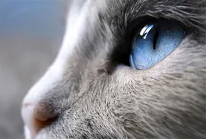 Tu gato te mira como otro enorme e inofensivo gato