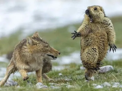 ¡Aléjate!, graciosa foto de marmota y zorro se viraliza