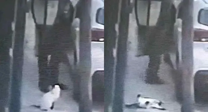 Violencia animal