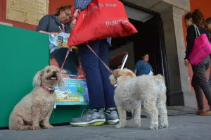 Proyecta San Pedro Cholula vacunación de 11 mil mascotas