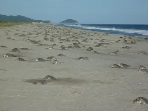 Inicia la segunda arribada de tortuga golfina en playa Morro Ayuta, Oaxaca