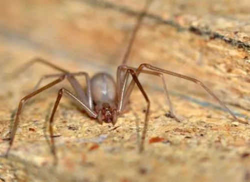 Descubren universitarios nueva araña violinista en Puebla