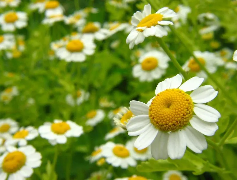 Prevalecen las plantas medicinales en las grandes ciudades: BUAP