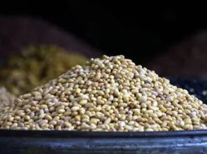 Sequías y dólar presionan al alza el precio del frijol