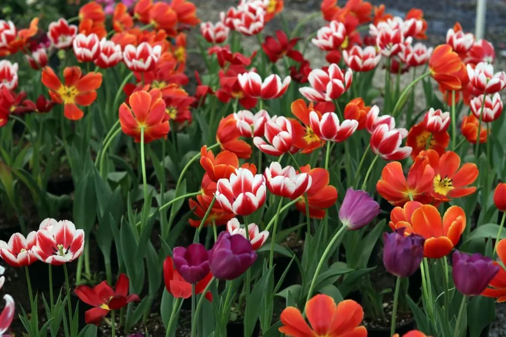 Cuenta Puebla con gran diversidad de flores para Día del Amor y la Amistad