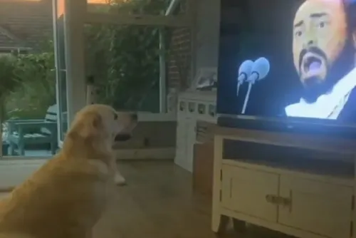 Perrito se hace viral en redes sociales al “cantar” música de Pavarotti