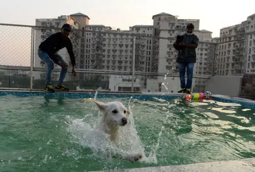 Los perros tienen su hotel de lujo en India (Fotos)