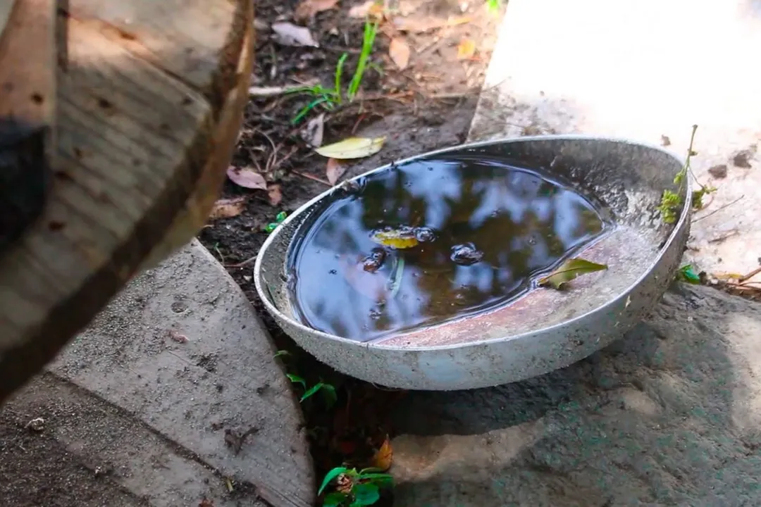 Dengue Acumulacion De Agua