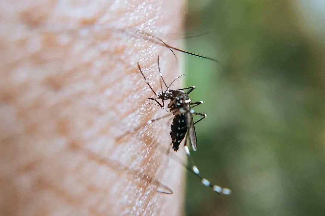 dengue, mosquito