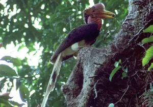 ‘Marfil con alas’, el ave que está al borde de la extinción por su raro pico
