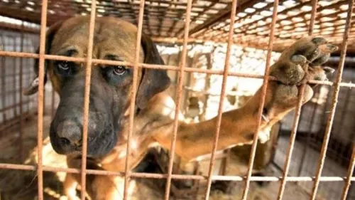 Van por hasta 8 años de cárcel por maltrato animal