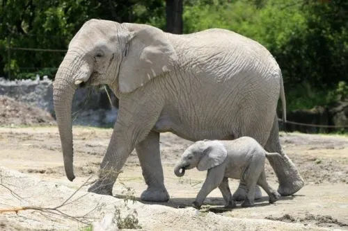 Nace bebé elefante en Africam Safari