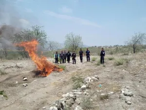 Policía Estatal ubicó y aseguró plantío de marihuana en Tehuitzingo