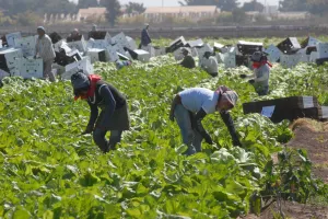 Desarrollo Social destina más de tres mdp para apoyo a jornaleros