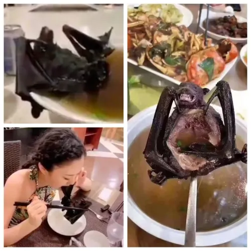 Así es la sopa de murciélago, vinculada con el coronavirus