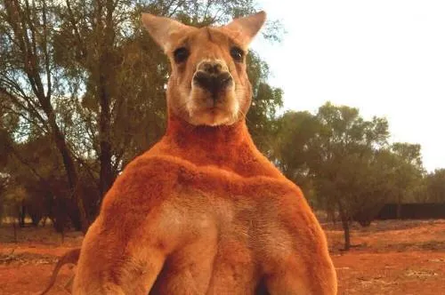 Muere a los 12 años el “musculoso” canguro Roger que se hizo viral en Internet en 2015