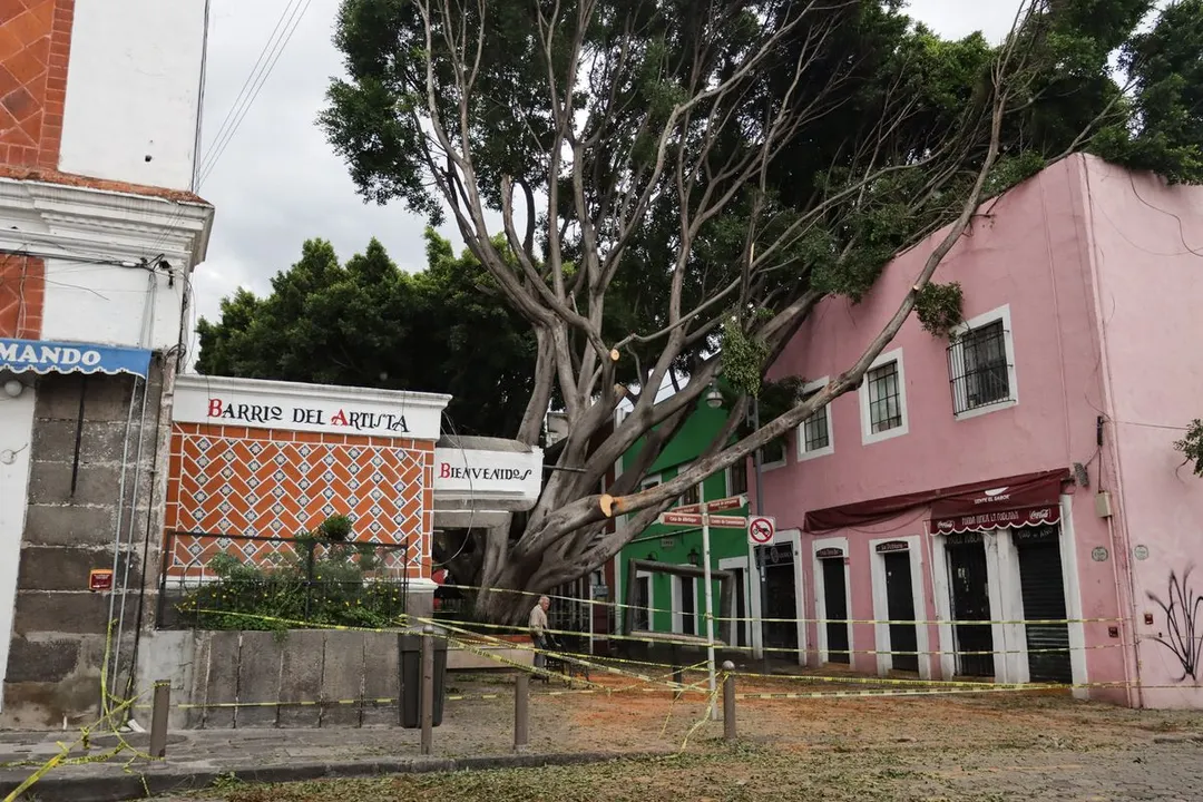 Arbol Barrio Del Artista