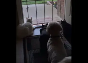 Video: Gatos despistados se llevan un gran susto