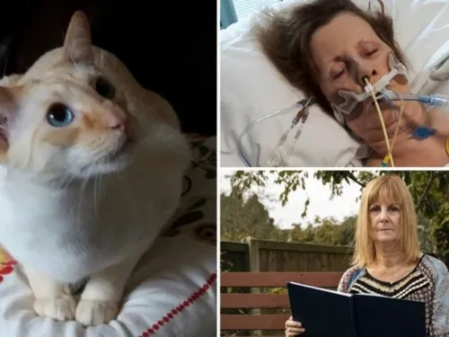 Abuelita entra en coma tras ser arañada por su gato
