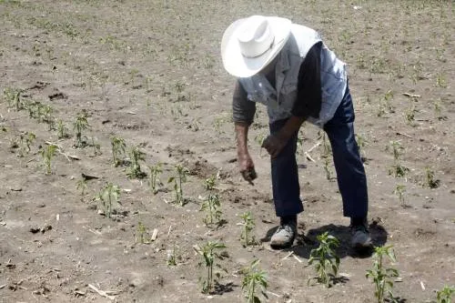 Seguro Catastrófico para proteger un millón de hectáreas cultivables costará 279 millones