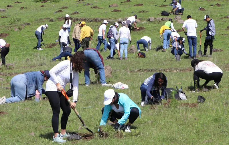 Gobierno estatal impulsa la reforestación con la entrega de 7 Millones de plantas y árboles.