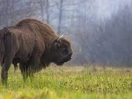 Mujer muere tras ser atacada por bisonte en Yellowstone