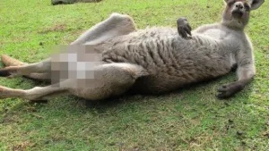 Facebook veta a canguro ”Big Baz” por fotos sexys