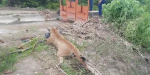 Confirma Profepa muerte de puma, en Tecomán, Colima