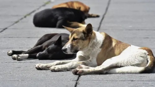 China prohíbe criar perros para consumo humano