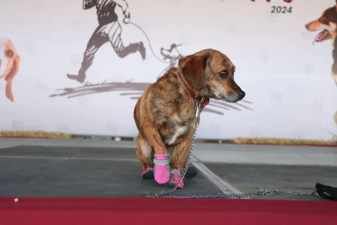 Patitas Fugaces 2025